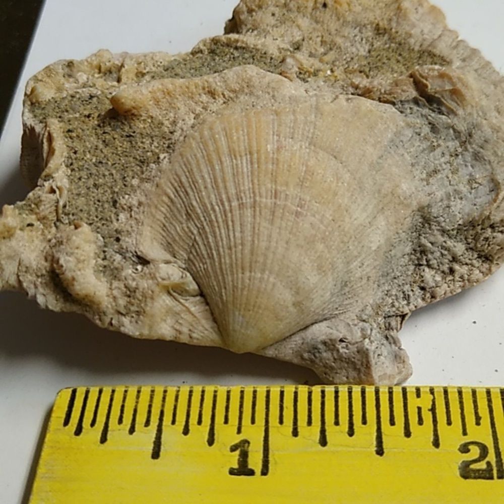 Natural Seashell Decor Shell Fossil on a Shell - Picture 2 of 4
